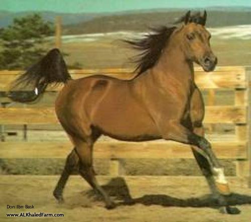 Website Inquiry Al Khaled Farm Horse Don Ibn Bask