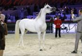 Al Khaled Farm welcomes it's new star - Paris 2012