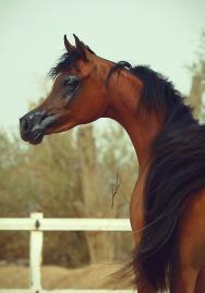 Sable BHF