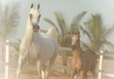 Mysterious Lady J and Lahyf Al Khaled