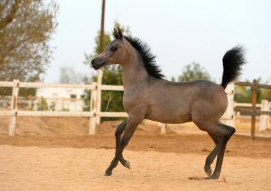 Sahar Al Khaled