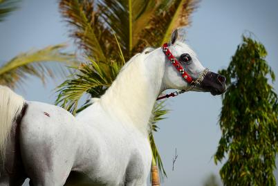Turki Al Rayyan